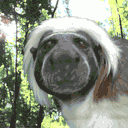 Cara de mono