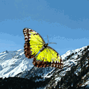Mariposa amarilla
