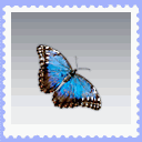Mariposa azul
