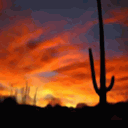 Desierto