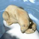Oso polar