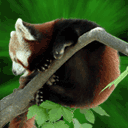 Panda rojo