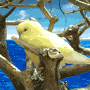 Pajarito