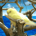 Pájaro